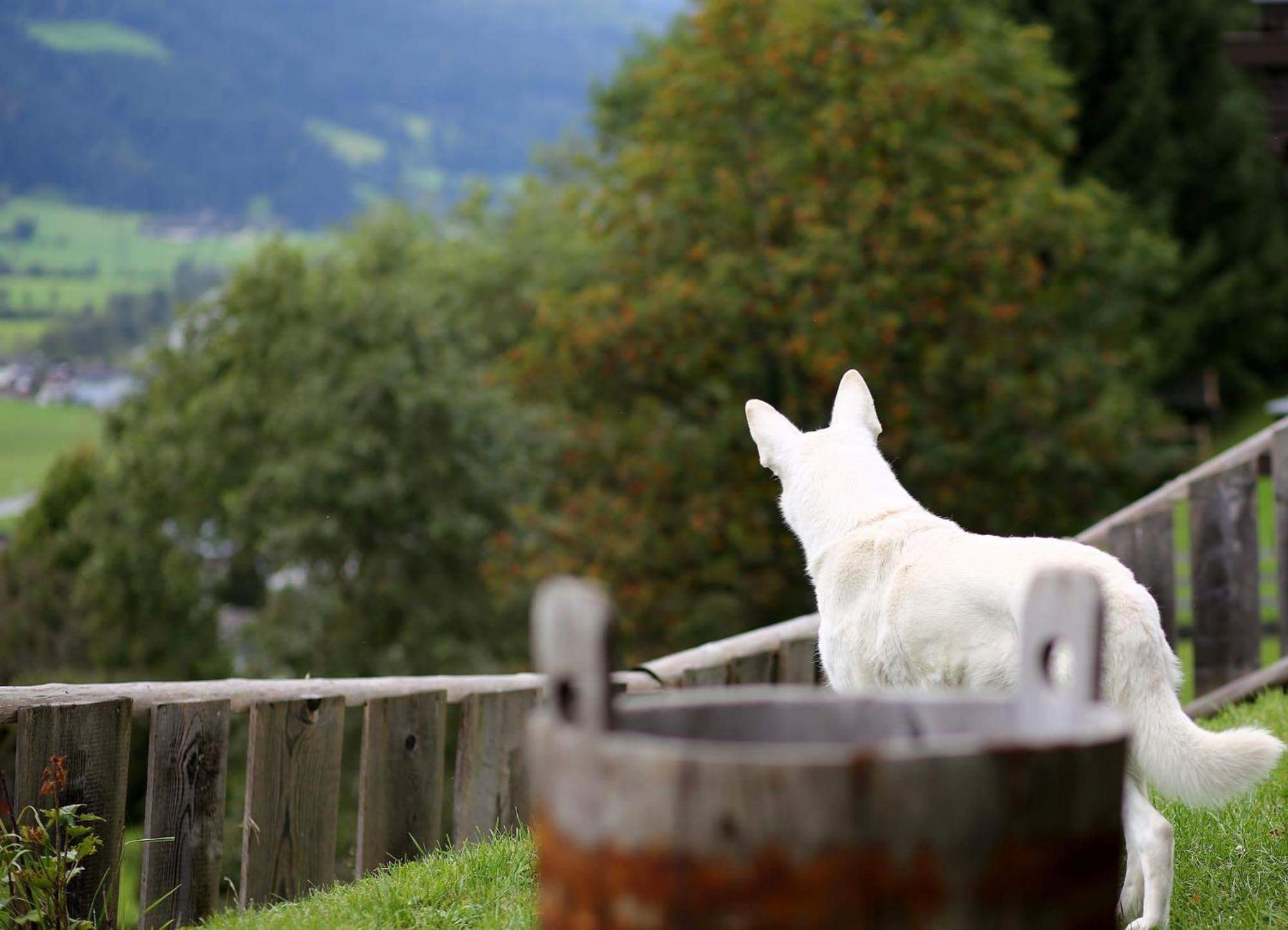 Panorama Ferienhaus Ematberg Mit Bergblick Und Sauna ニーダーンジル エクステリア 写真
